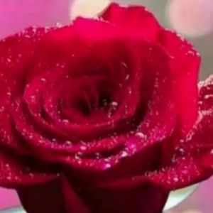 Meet your Posher, Lavanya